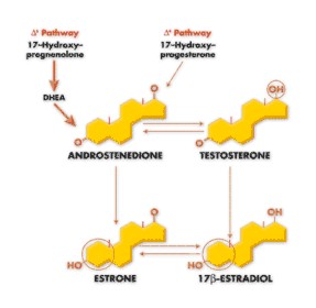 androstenedione and testosterone molecule